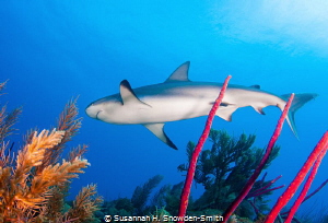 My second time ever photographing sharks and I can't wait... by Susannah H. Snowden-Smith 